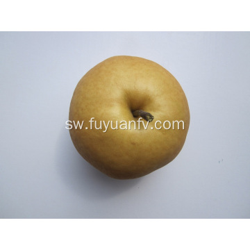 Singao Pear safi kutoka jimbo la Shandong